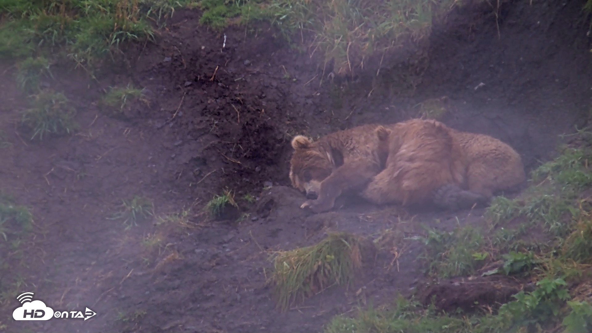 Snapshot of Kodiak Alaska Brown Bears Live Webcam taken Aug 13, 2026, 5:34pm AKDT