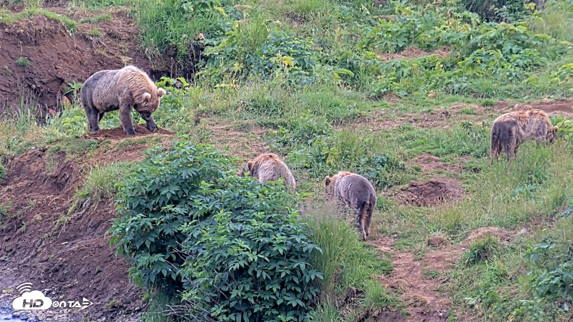 Snapshot of Kodiak Alaska Brown Bears Live Webcam taken Aug 9, 2026, 5:23pm AKDT