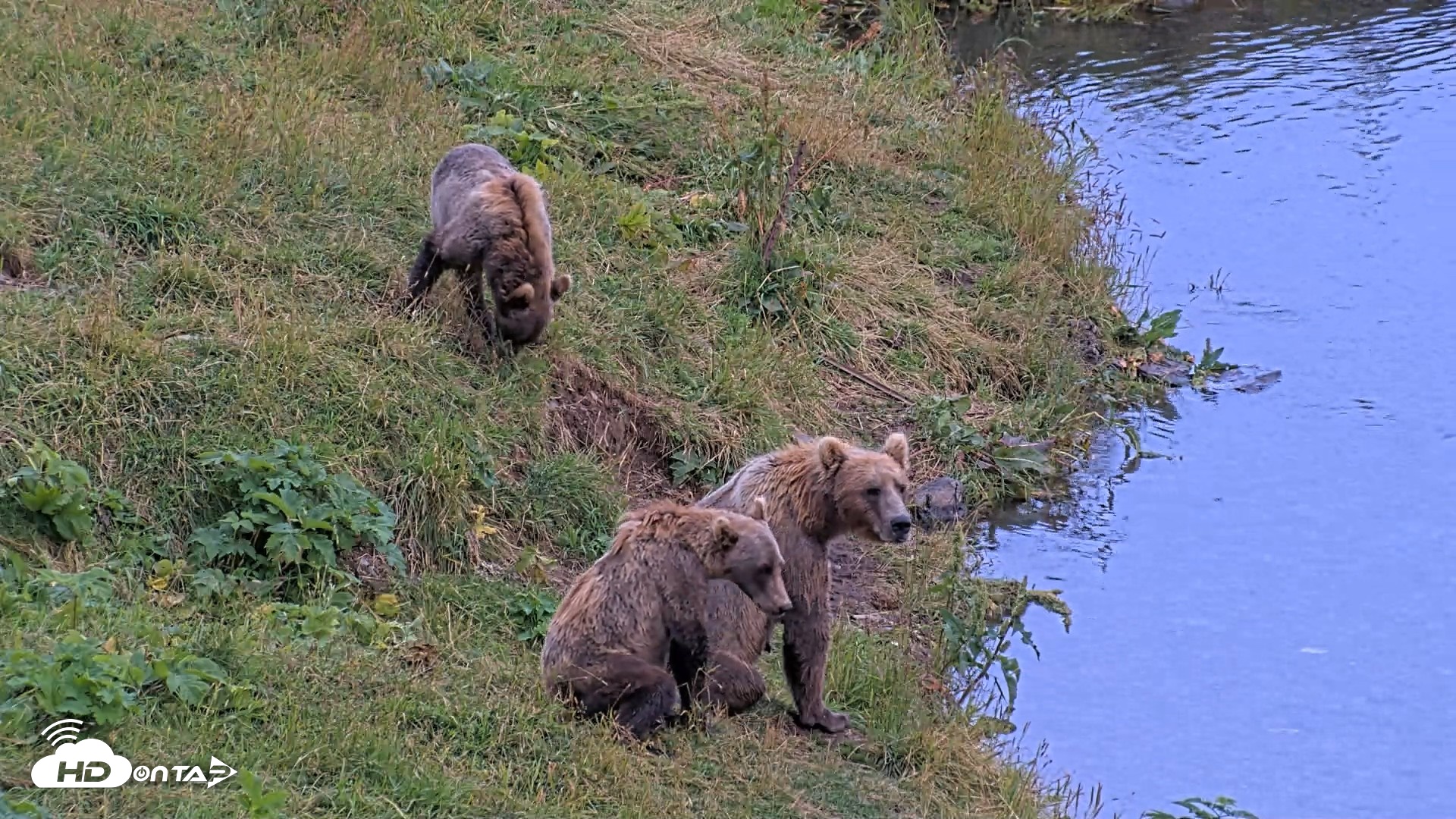Snapshot of Kodiak Alaska Brown Bears Live Webcam taken Aug 14, 2026, 8:39pm AKDT