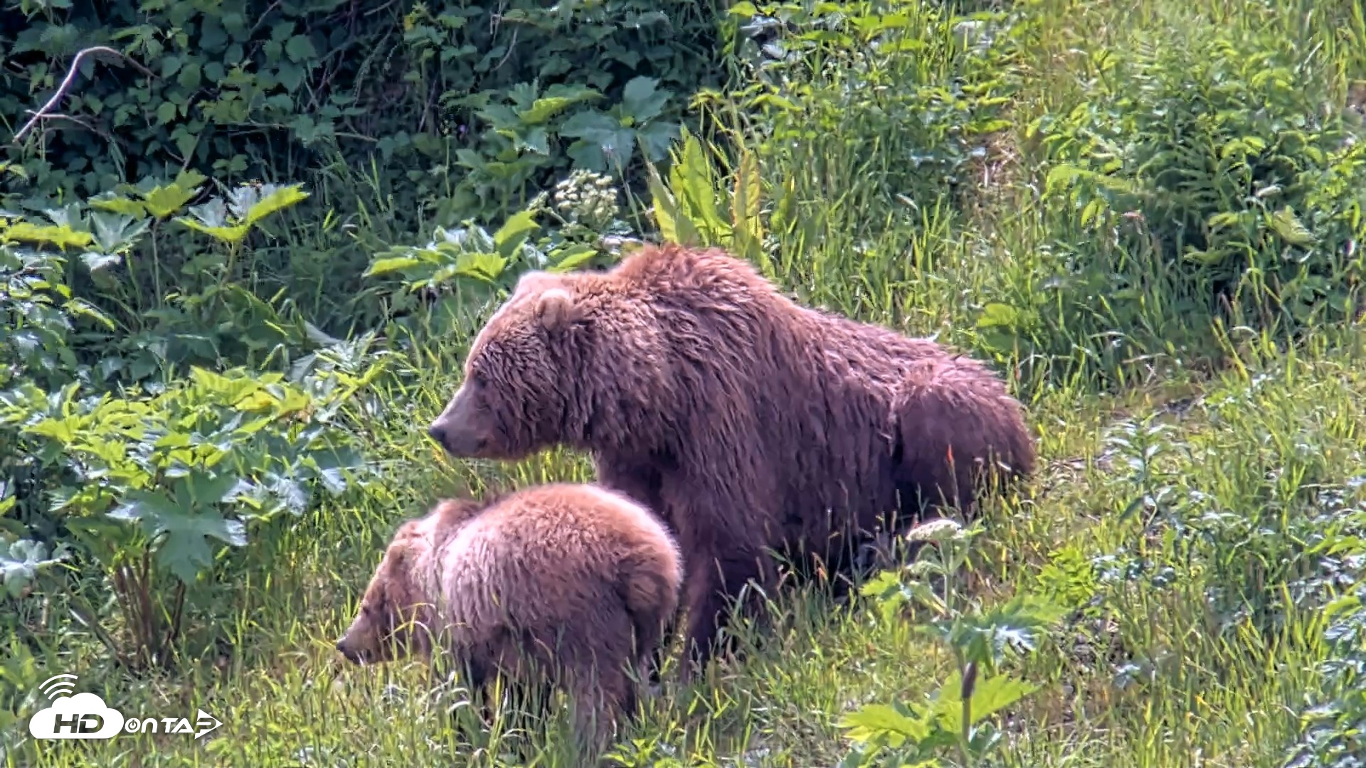 Snapshot of Kodiak Alaska Brown Bears Live Webcam taken Jul 15, 2026, 1:51pm AKDT