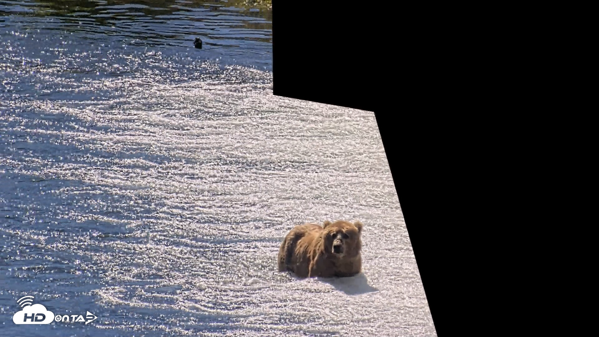 Snapshot of Kodiak Alaska Brown Bears Live Webcam taken Jul 26, 2026, 12:38pm AKDT