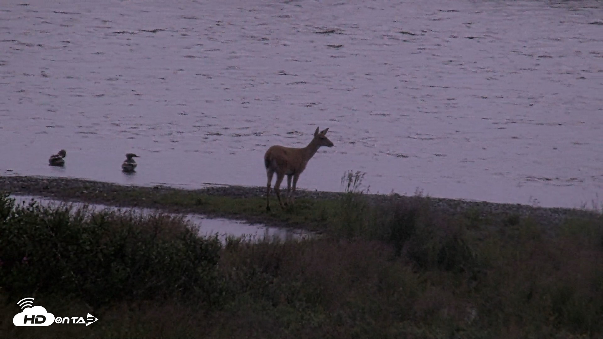 Snapshot of Kodiak Alaska Brown Bears Live Webcam taken Aug 14, 2026, 6:54am AKDT
