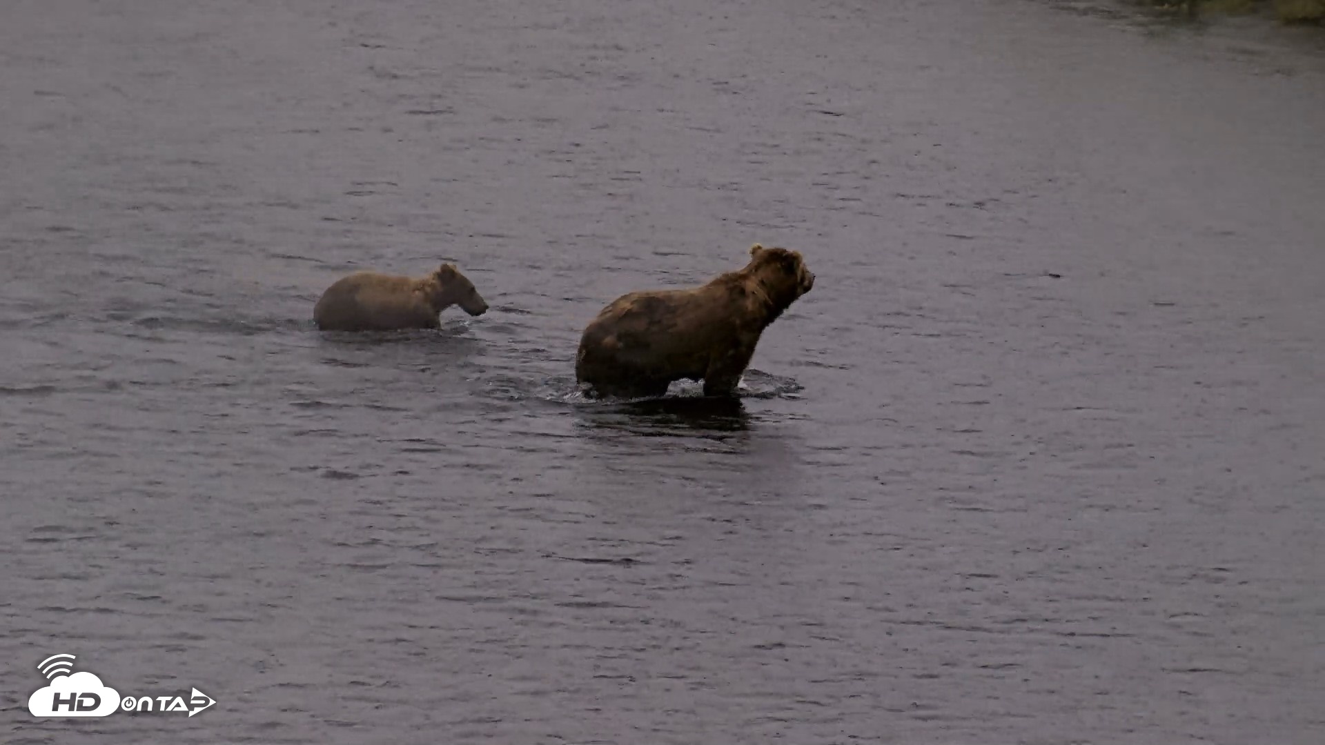 Snapshot of Kodiak Alaska Brown Bears Live Webcam taken Aug 4, 2026, 7:46am AKDT