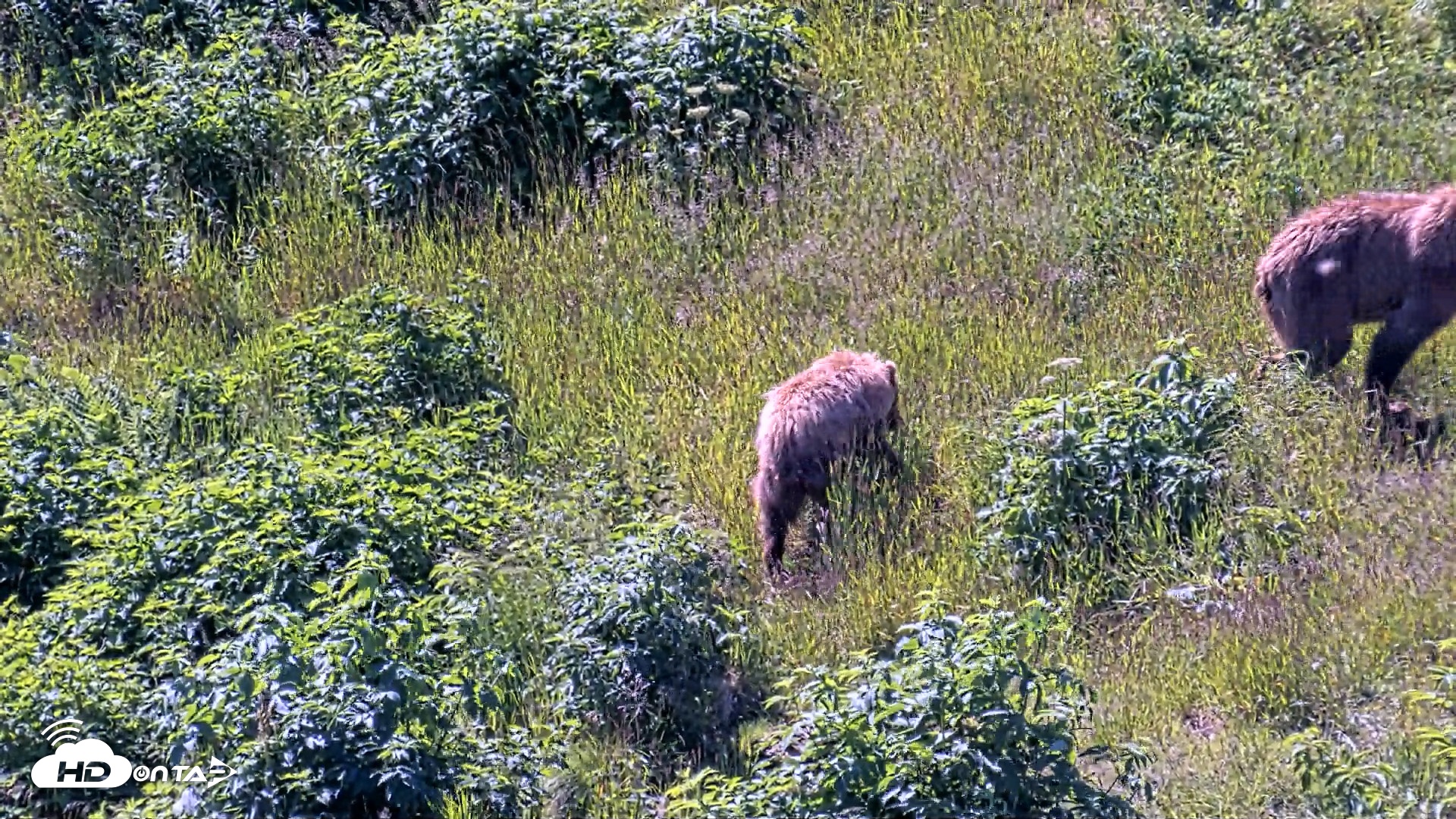 Snapshot of Kodiak Alaska Brown Bears Live Webcam taken Jul 26, 2026, 12:36pm AKDT