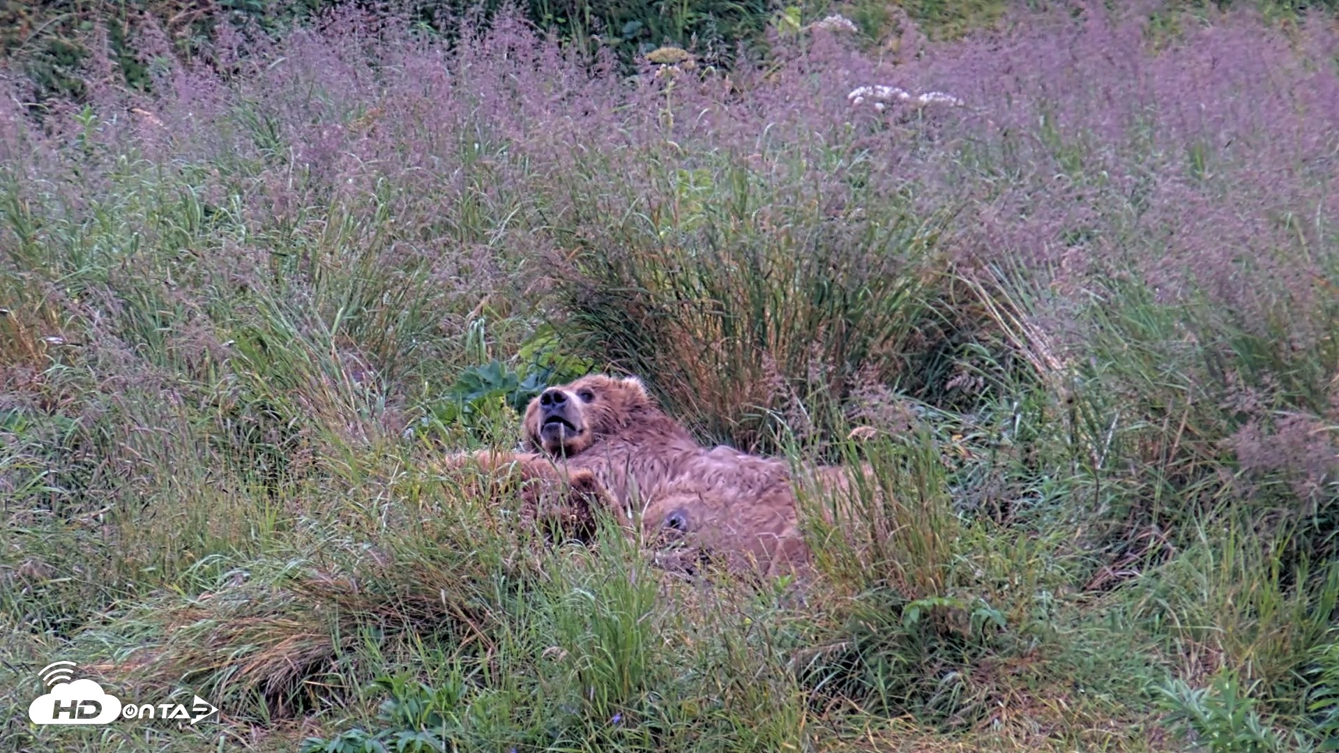 Snapshot of Kodiak Alaska Brown Bears Live Webcam taken Aug 7, 2026, 7:59am AKDT