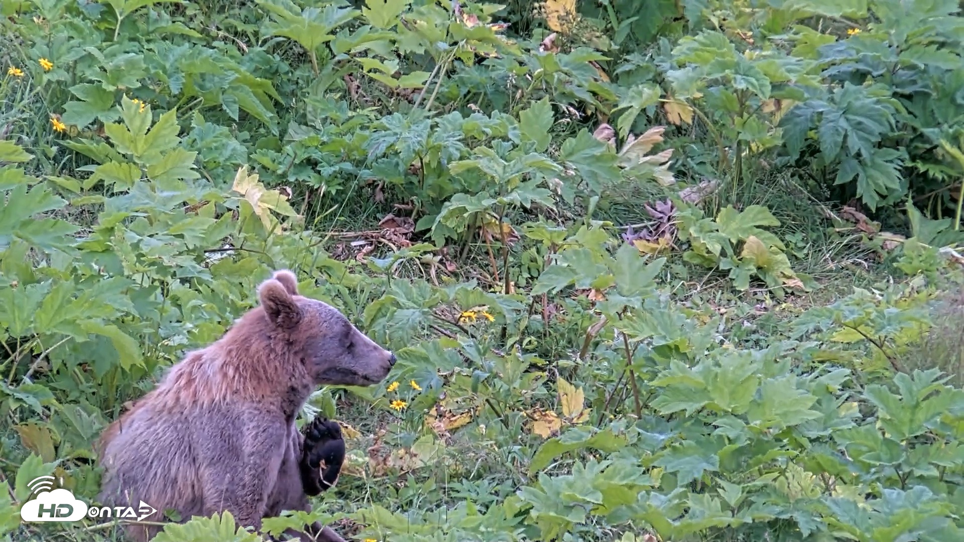 Snapshot of Kodiak Alaska Brown Bears Live Webcam taken Aug 3, 2026, 2:47pm AKDT
