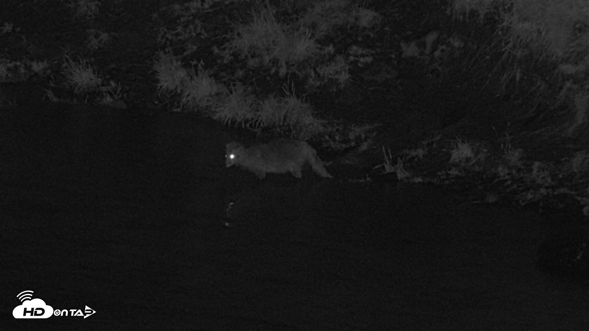 Snapshot of Kodiak Alaska Brown Bears Live Webcam taken Aug 21, 2026, 3:28am AKDT