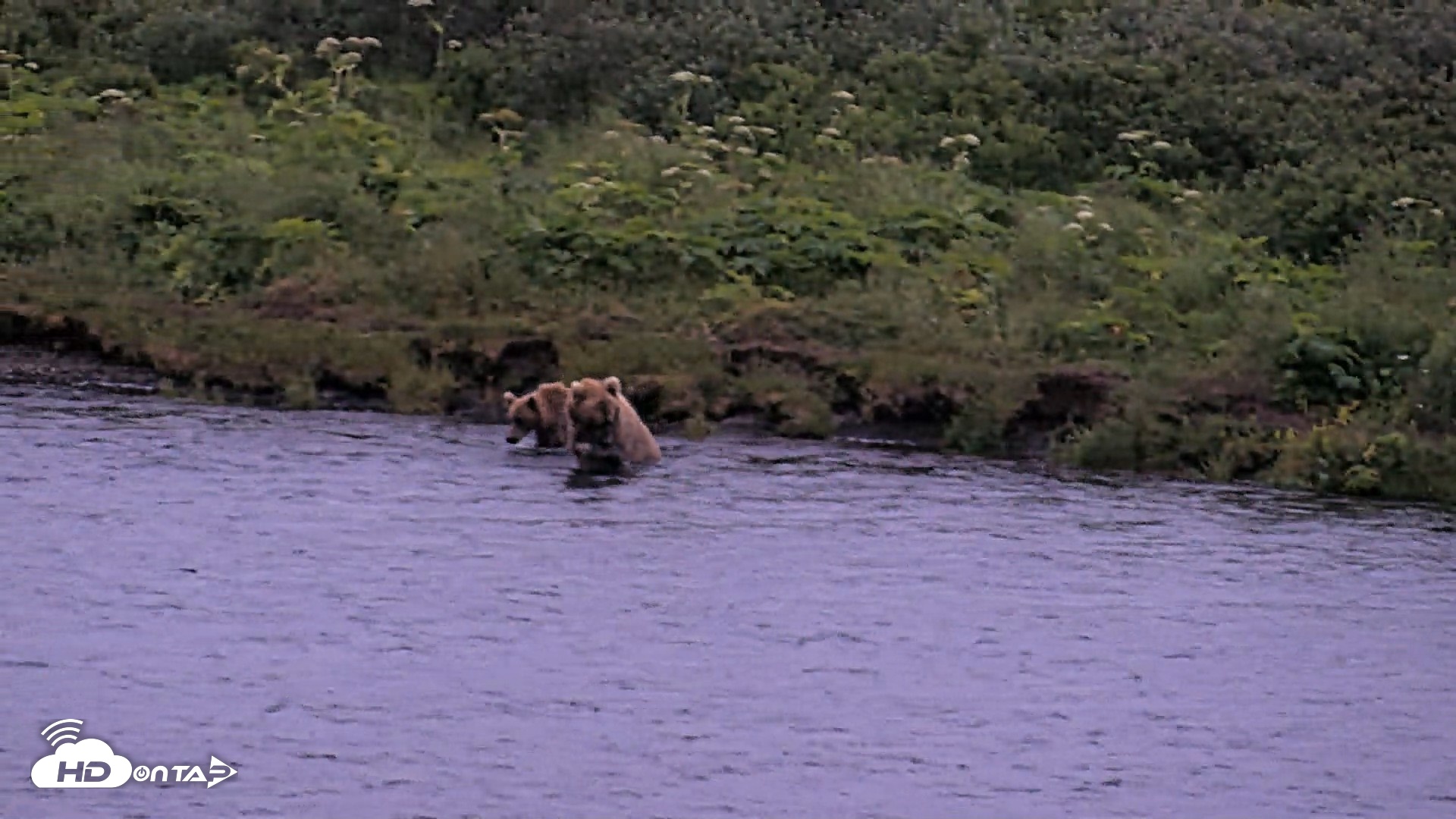 Snapshot of Kodiak Alaska Brown Bears Live Webcam taken Jul 31, 2026, 10:42pm AKDT