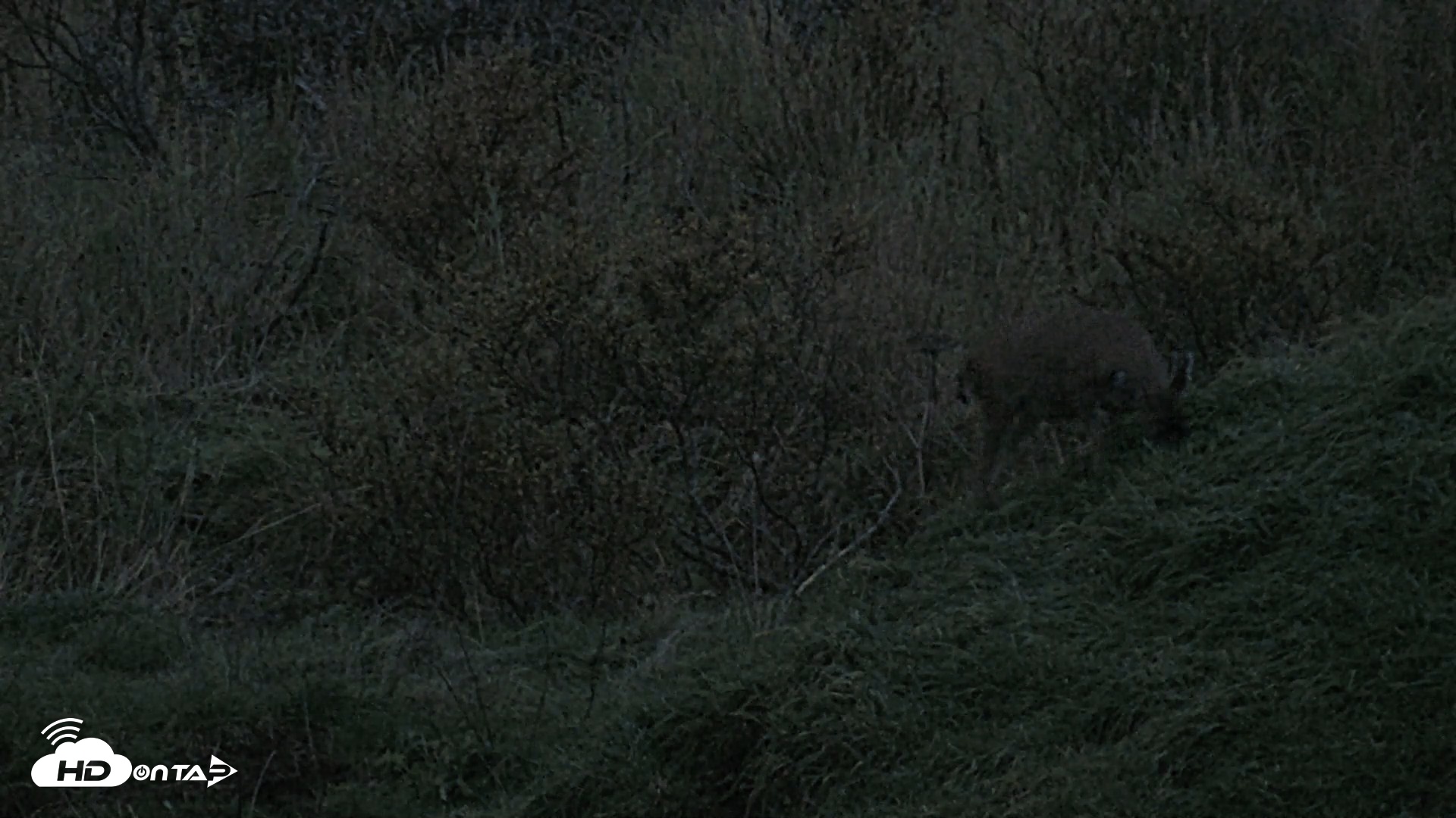 Snapshot of Kodiak Alaska Brown Bears Live Webcam taken Oct 6, 2026, 8:02pm AKDT