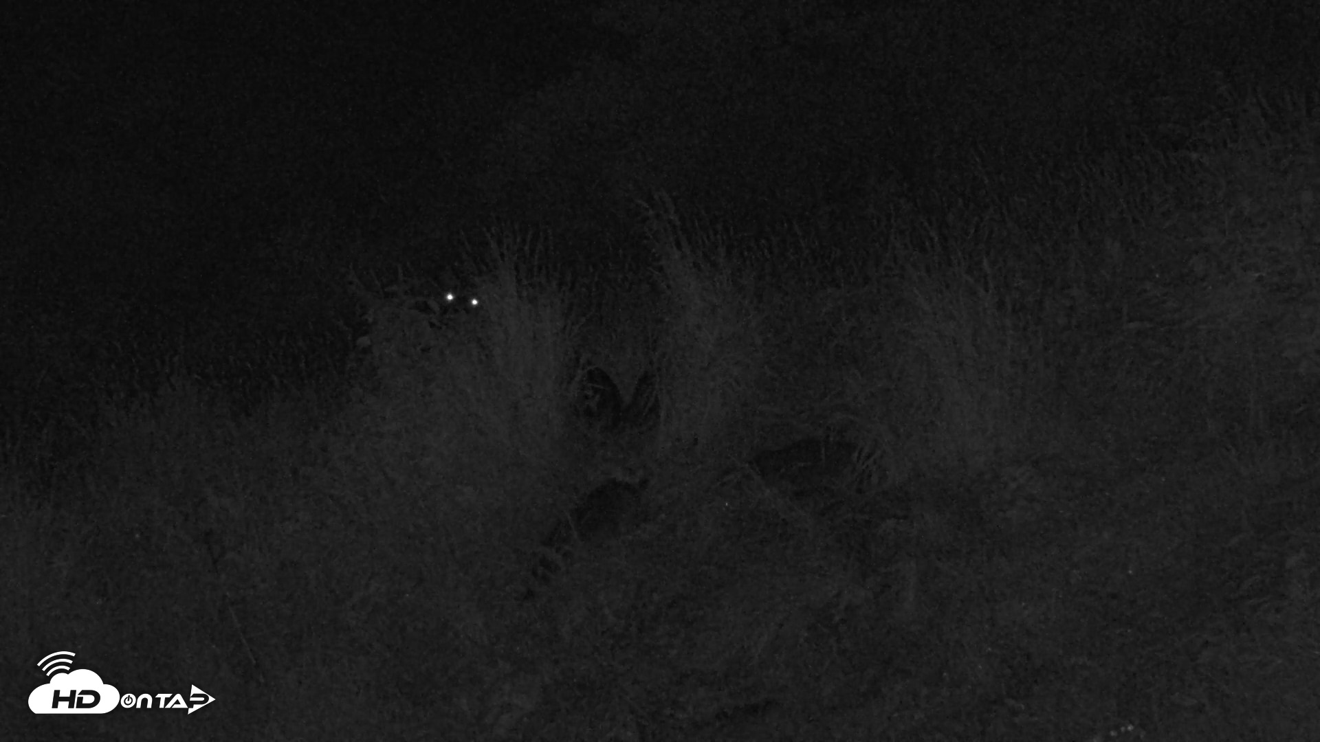 Snapshot of Kodiak Alaska Brown Bears Live Webcam taken Aug 21, 2026, 3:17am AKDT