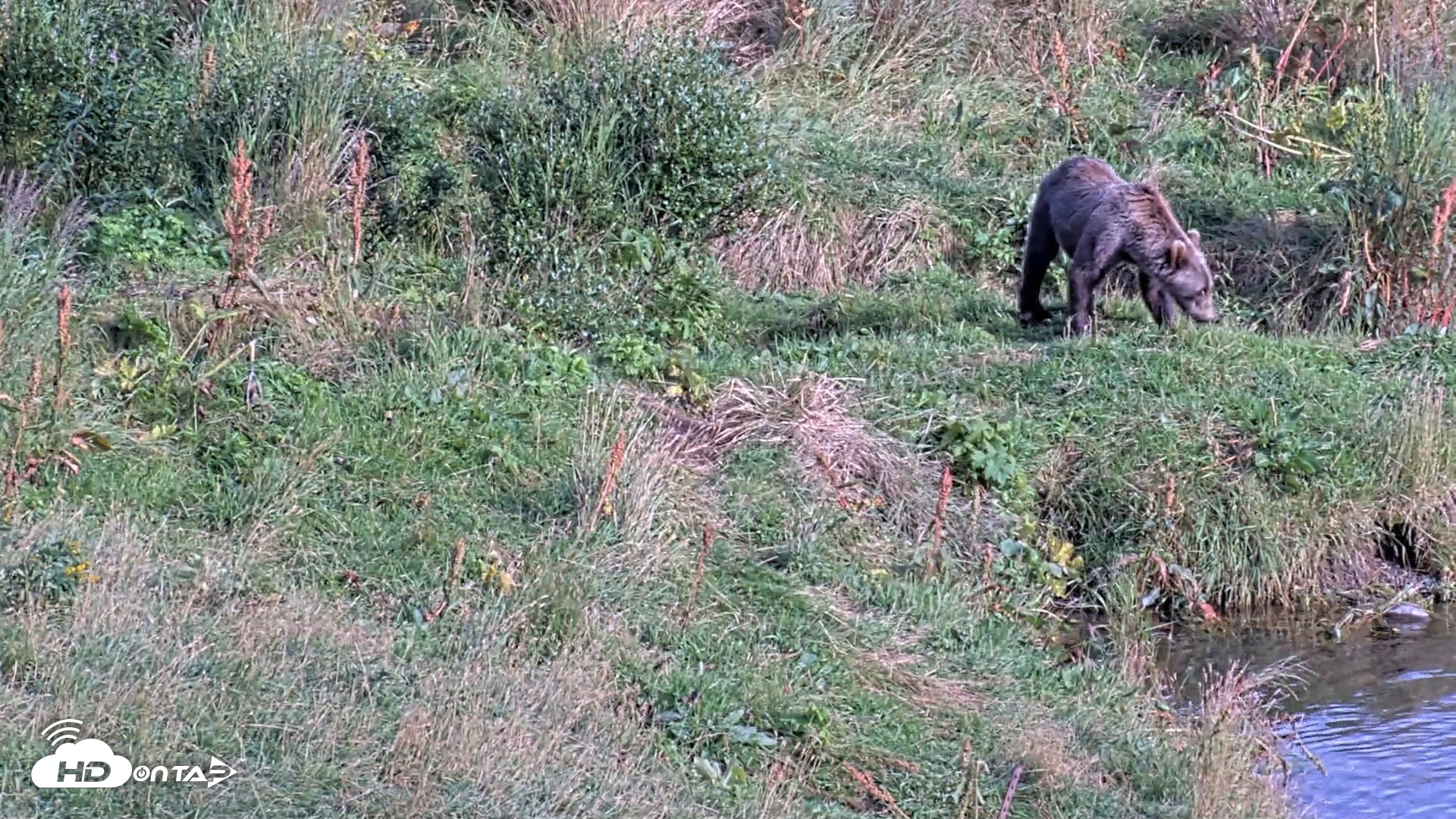 Snapshot of Kodiak Alaska Brown Bears Live Webcam taken Aug 23, 2026, 5:56pm AKDT