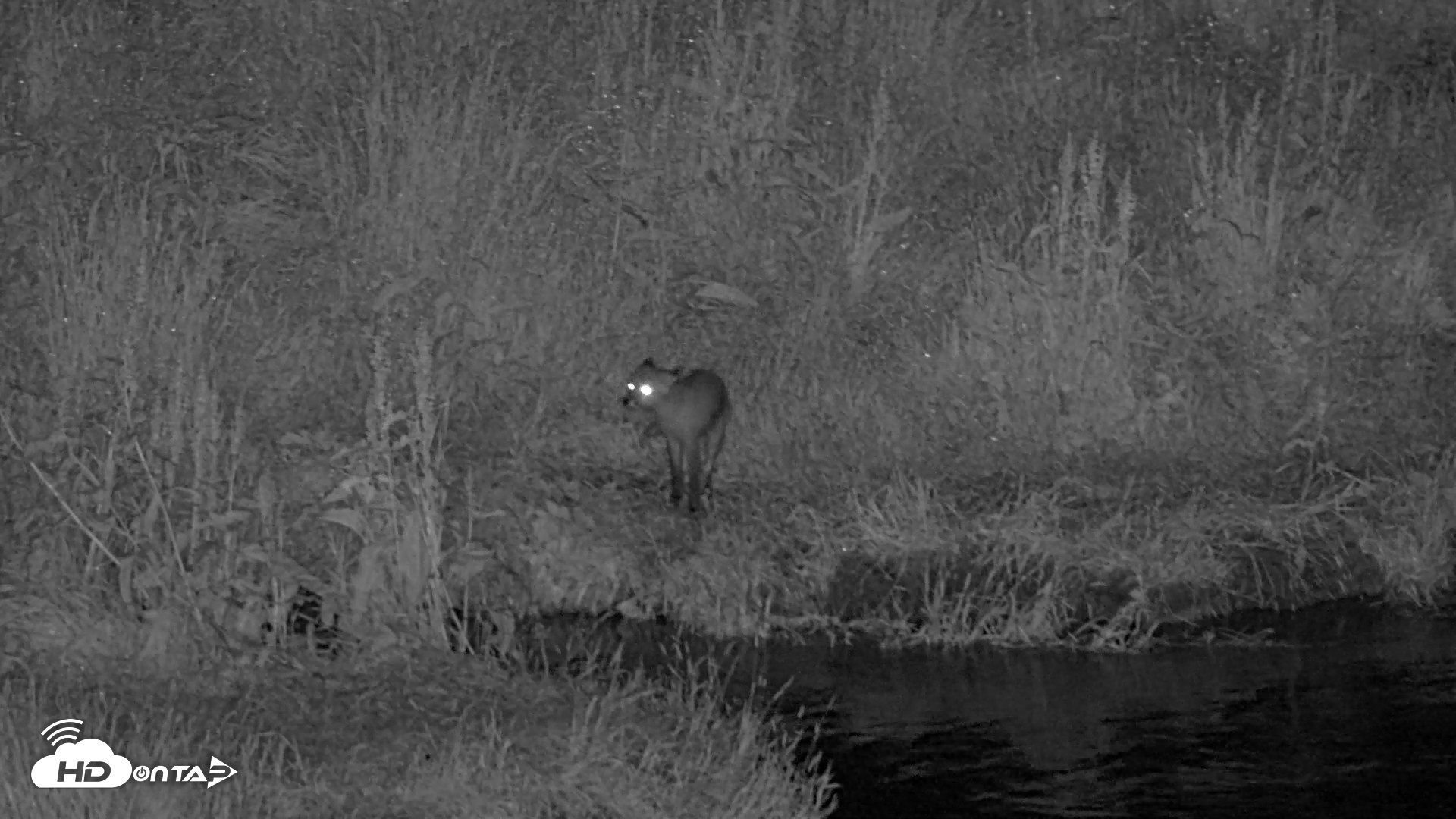 Snapshot of Kodiak Alaska Brown Bears Live Webcam taken Jul 28, 2026, 1:22am AKDT