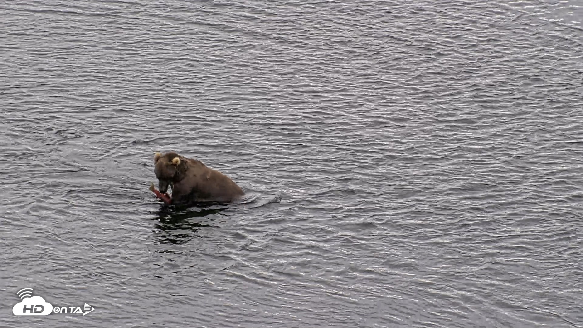 Snapshot of Kodiak Alaska Brown Bears Live Webcam taken Aug 11, 2026, 10:21am AKDT