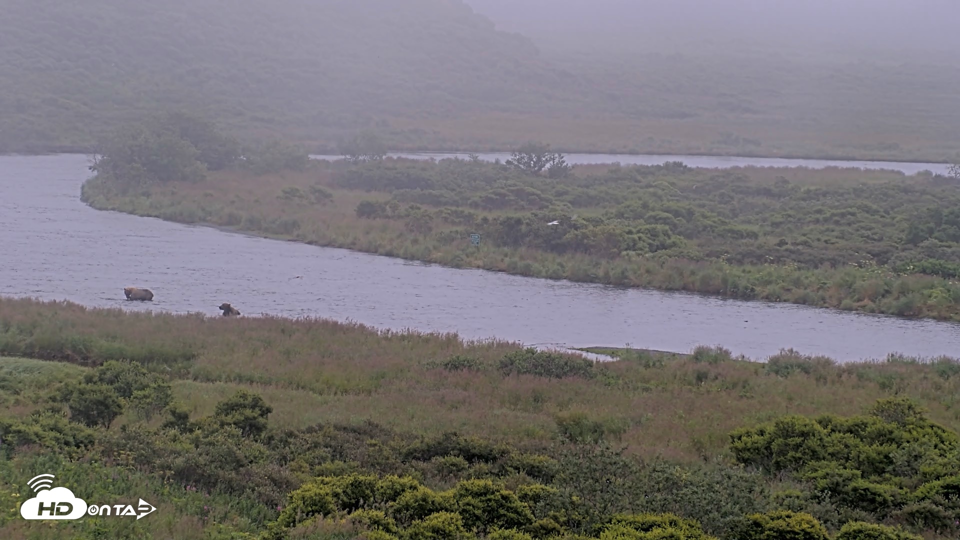 Snapshot of Kodiak Alaska Brown Bears Live Webcam taken Aug 9, 2026, 9:06am AKDT