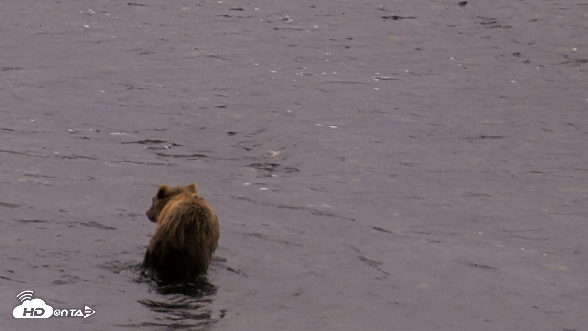 Snapshot of Kodiak Alaska Brown Bears Live Webcam taken Aug 19, 2026, 7:26am AKDT