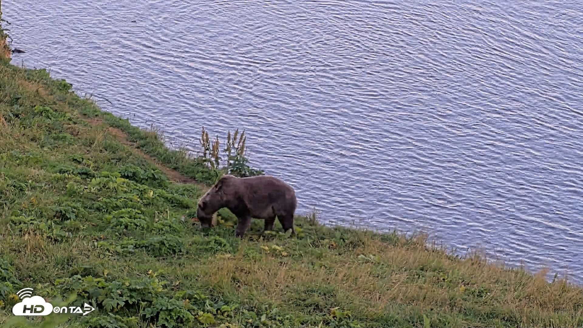 Snapshot of Kodiak Alaska Brown Bears Live Webcam taken Aug 23, 2026, 9:22pm AKDT