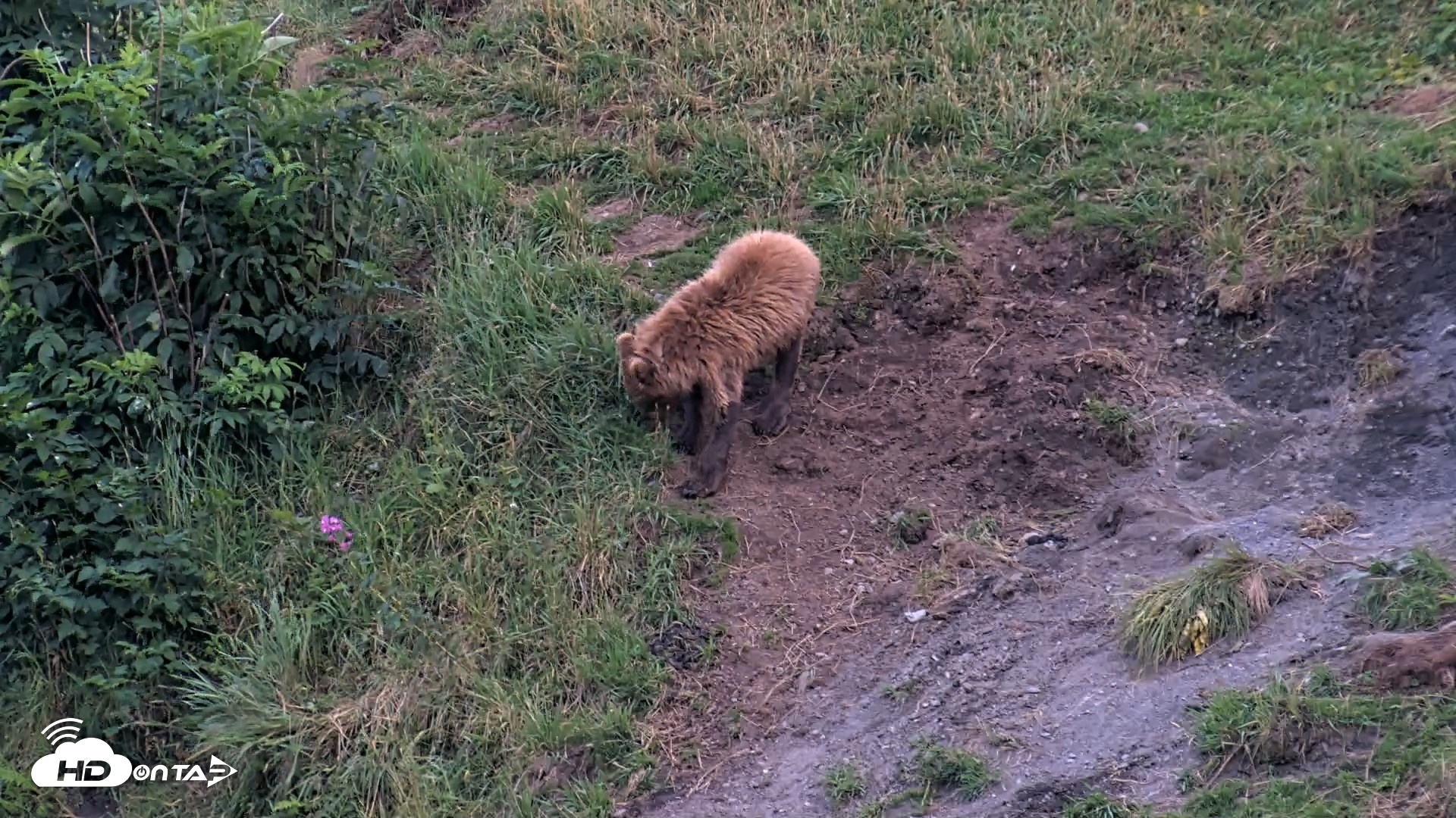 Snapshot of Kodiak Alaska Brown Bears Live Webcam taken Aug 10, 2026, 9:47pm AKDT