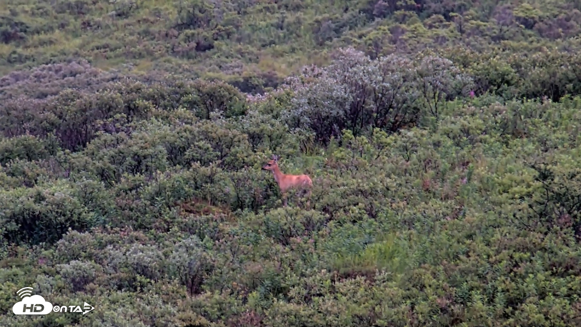 Snapshot of Kodiak Alaska Brown Bears Live Webcam taken Aug 13, 2026, 7:48am AKDT
