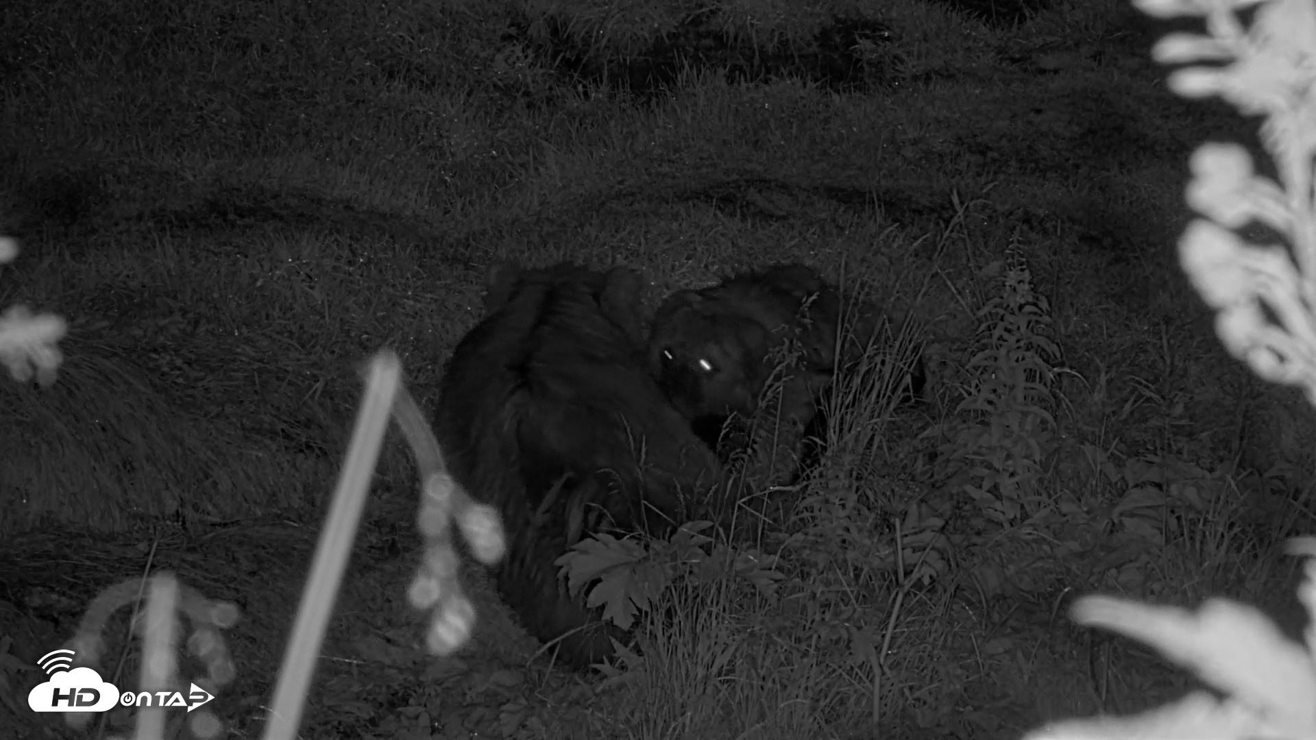 Snapshot of Kodiak Alaska Brown Bears Live Webcam taken Aug 17, 2026, 10:19pm AKDT