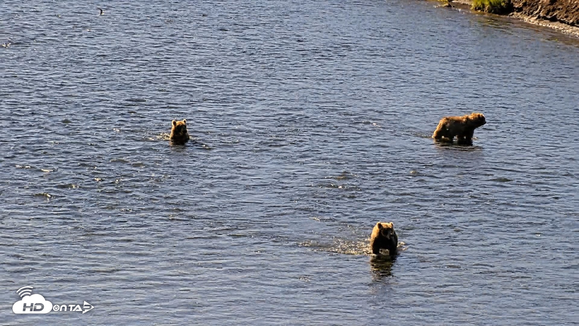 Snapshot of Kodiak Alaska Brown Bears Live Webcam taken Jul 30, 2026, 11:13am AKDT