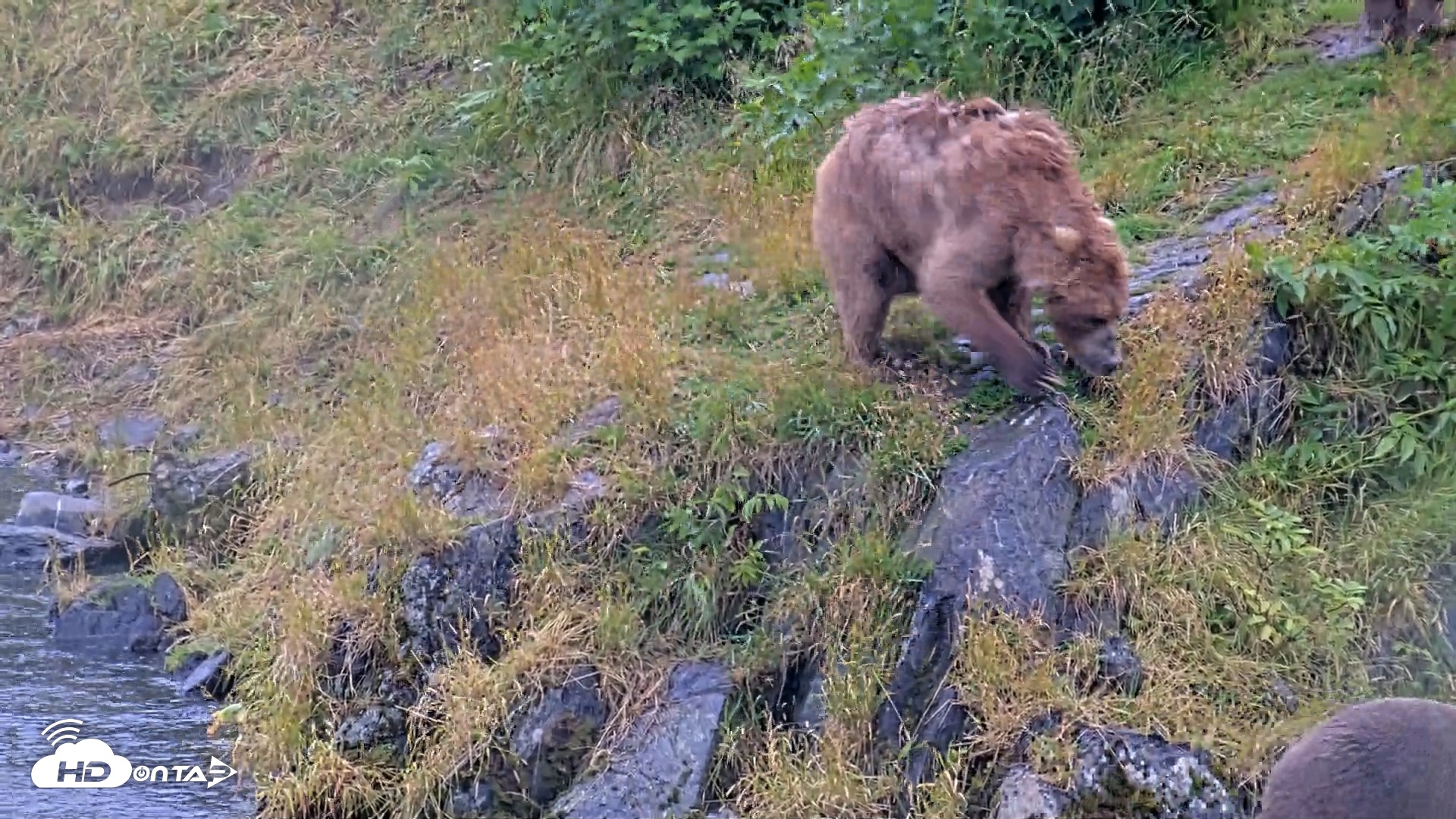 Snapshot of Kodiak Alaska Brown Bears Live Webcam taken Aug 12, 2026, 1:25pm AKDT