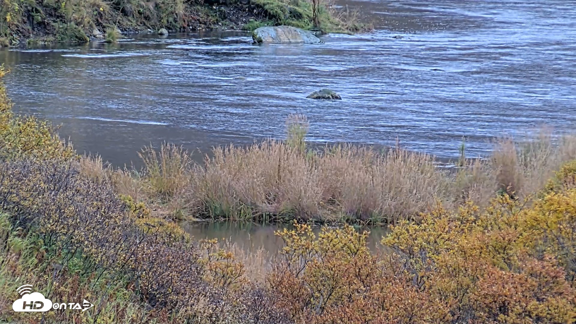 Snapshot of Kodiak Alaska Brown Bears Live Webcam taken Oct 6, 2026, 11:27am AKDT