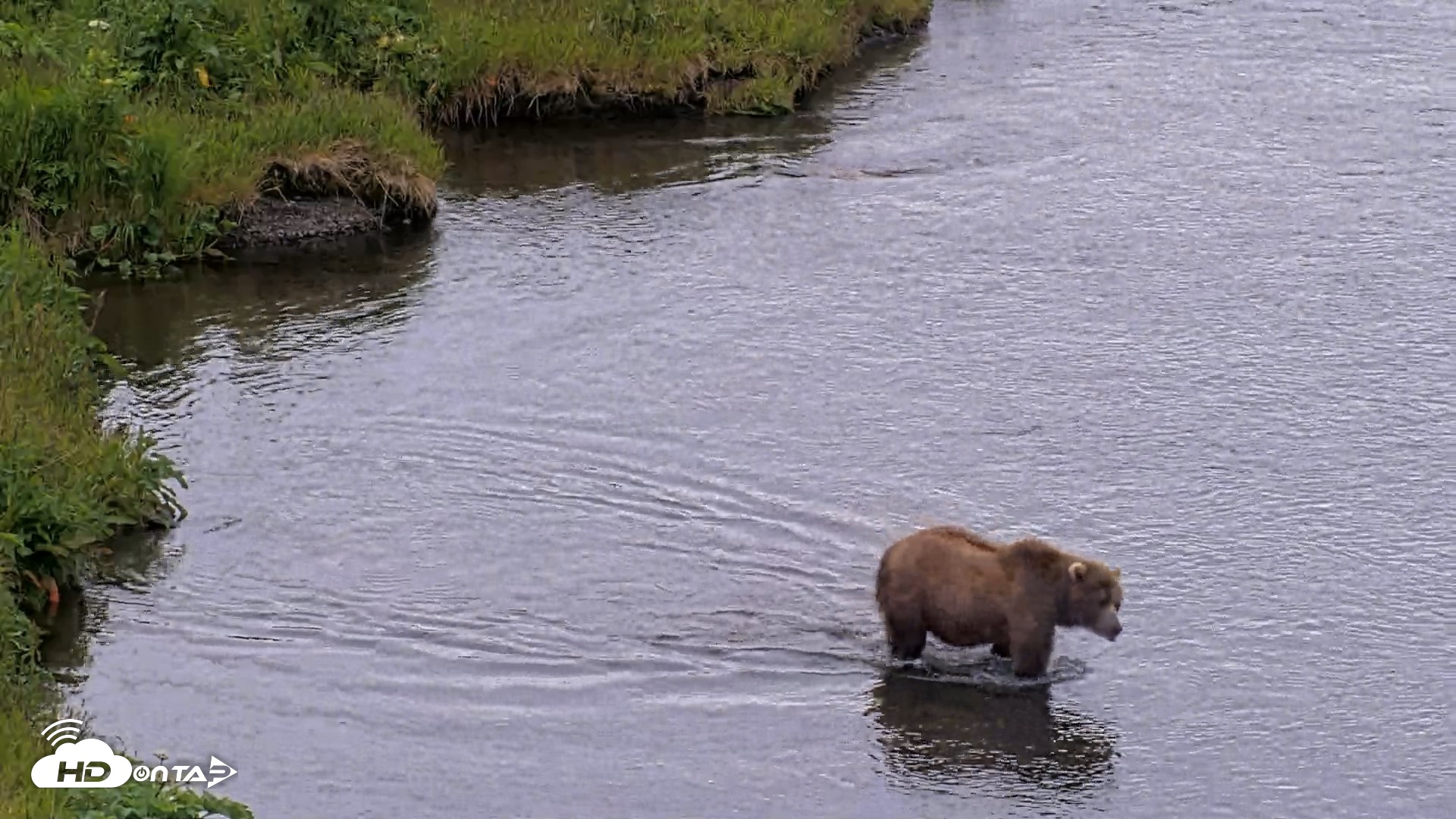 Snapshot of Kodiak Alaska Brown Bears Live Webcam taken Jul 19, 2026, 8:04pm AKDT