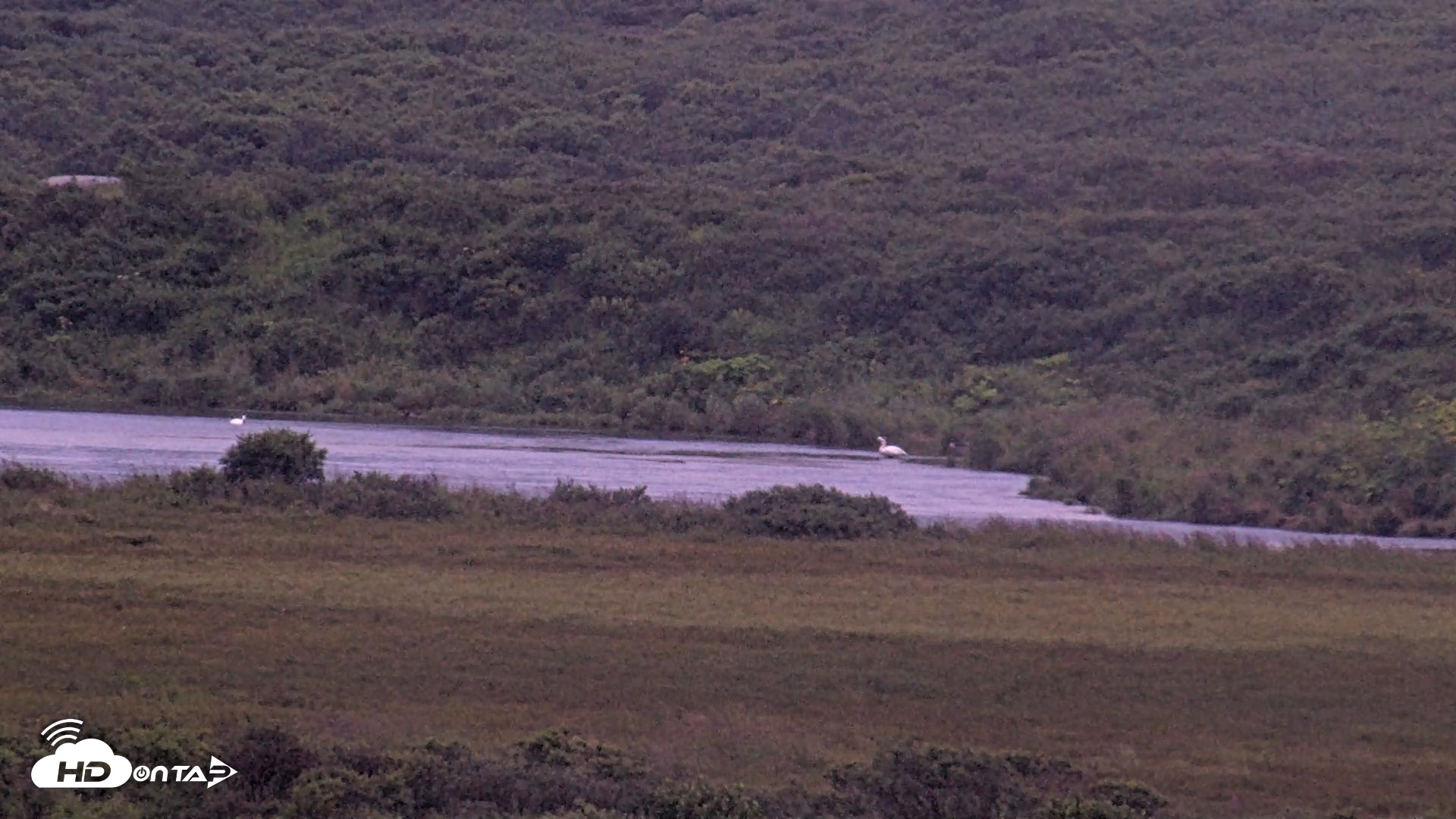 Snapshot of Kodiak Alaska Brown Bears Live Webcam taken Aug 16, 2026, 9:24pm AKDT