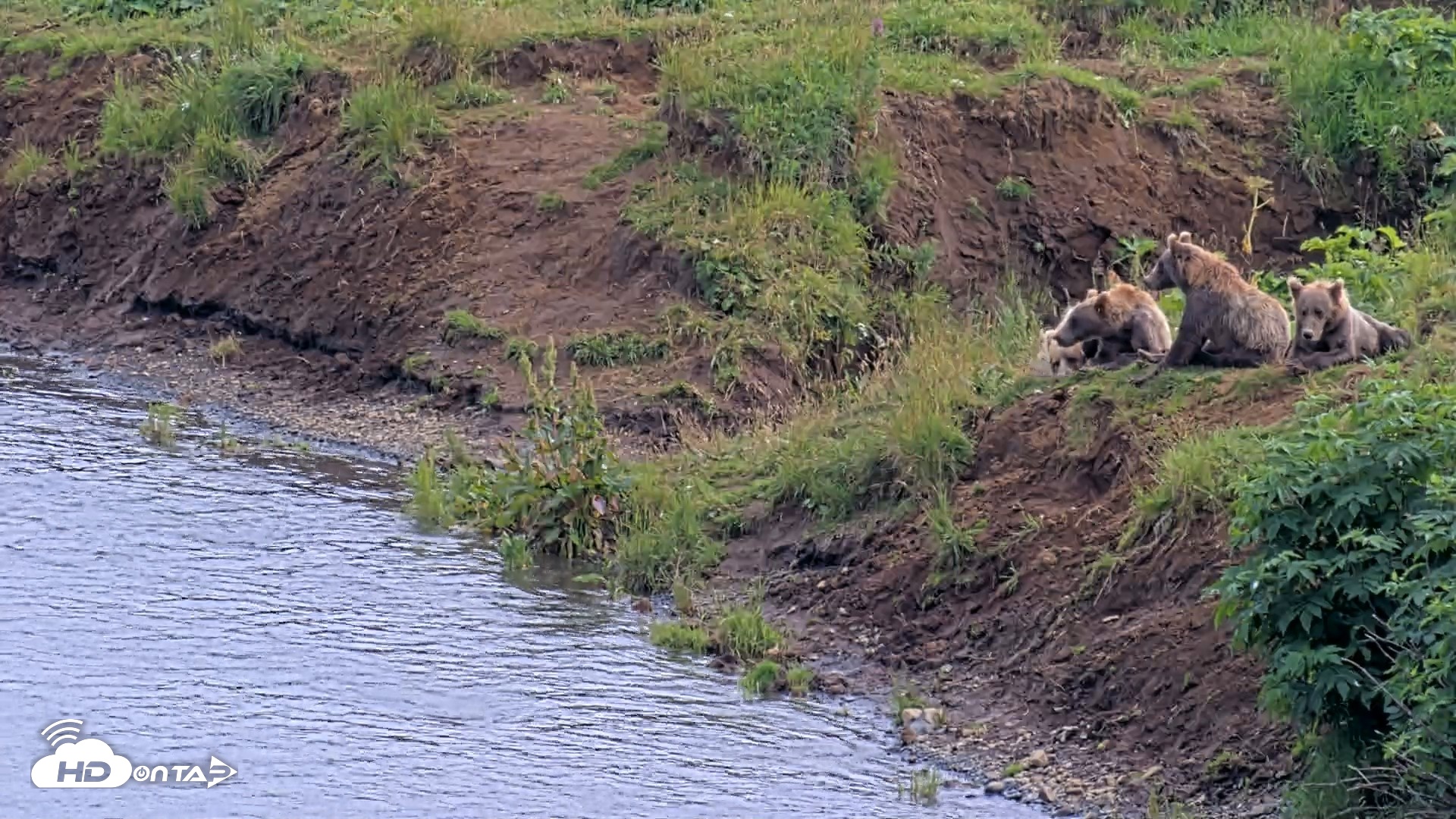 Snapshot of Kodiak Alaska Brown Bears Live Webcam taken Aug 9, 2026, 4:16pm AKDT