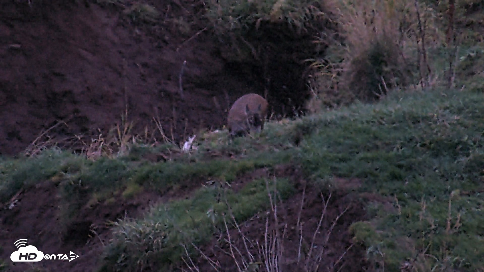 Snapshot of Kodiak Alaska Brown Bears Live Webcam taken Oct 6, 2026, 7:55pm AKDT