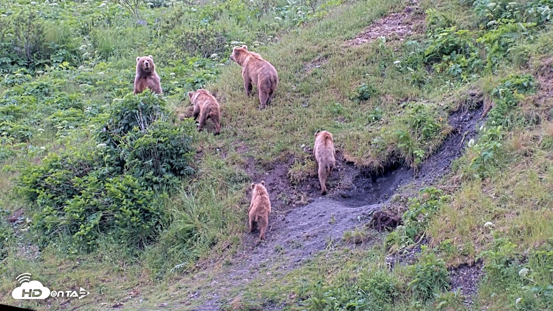 Snapshot of Kodiak Alaska Brown Bears Live Webcam taken Jul 23, 2026, 11:36am AKDT