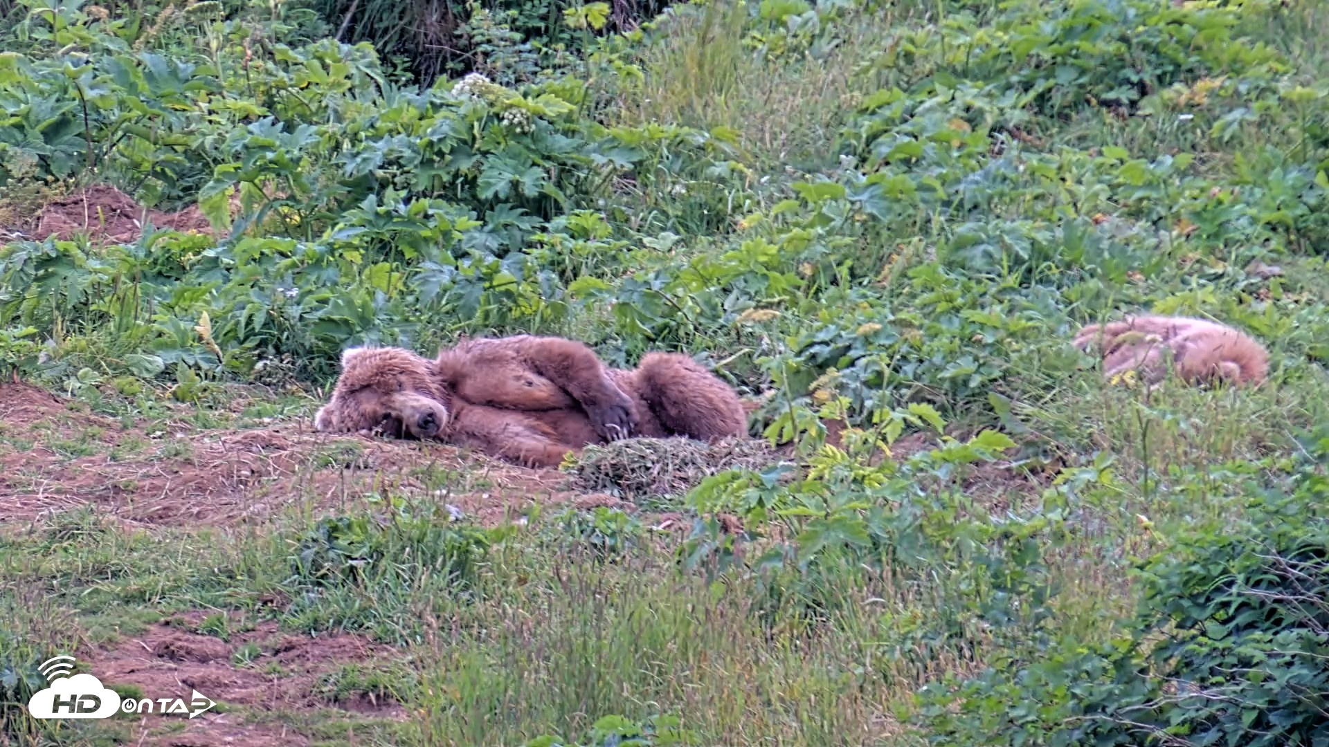Snapshot of Kodiak Alaska Brown Bears Live Webcam taken Aug 2, 2026, 8:50pm AKDT