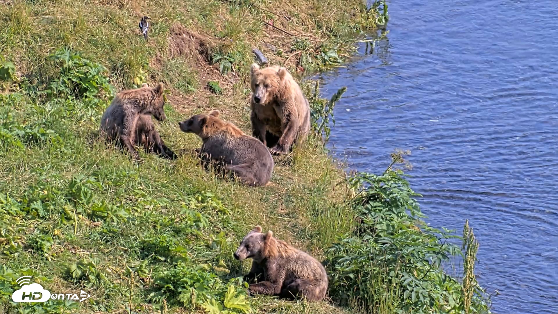 Snapshot of Kodiak Alaska Brown Bears Live Webcam taken Aug 8, 2026, 4:38pm AKDT