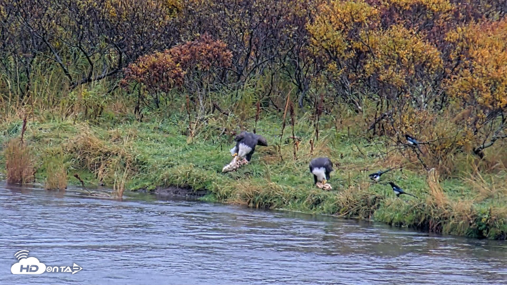 Snapshot of Kodiak Alaska Brown Bears Live Webcam taken Oct 5, 2026, 12:03pm AKDT