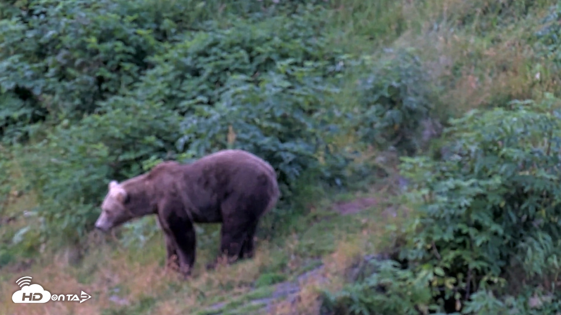 Snapshot of Kodiak Alaska Brown Bears Live Webcam taken Aug 14, 2026, 7:39am AKDT