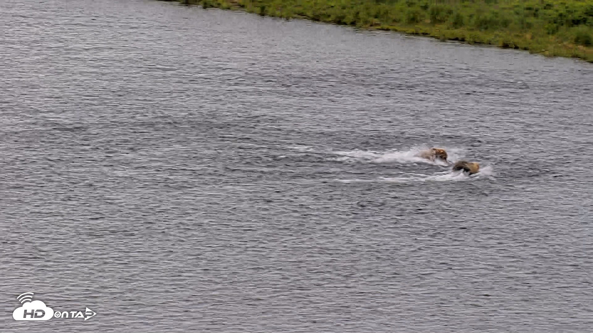 Snapshot of Kodiak Alaska Brown Bears Live Webcam taken Aug 6, 2026, 10:58am AKDT