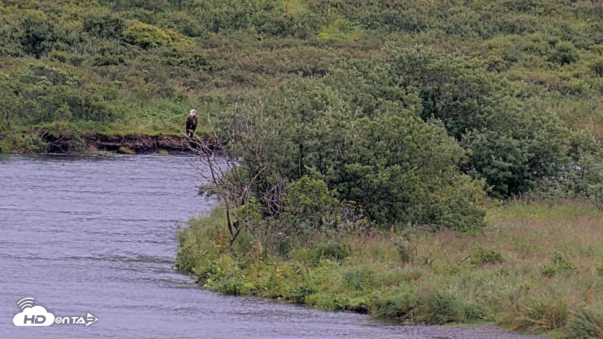 Snapshot of Kodiak Alaska Brown Bears Live Webcam taken Aug 20, 2026, 9:41am AKDT