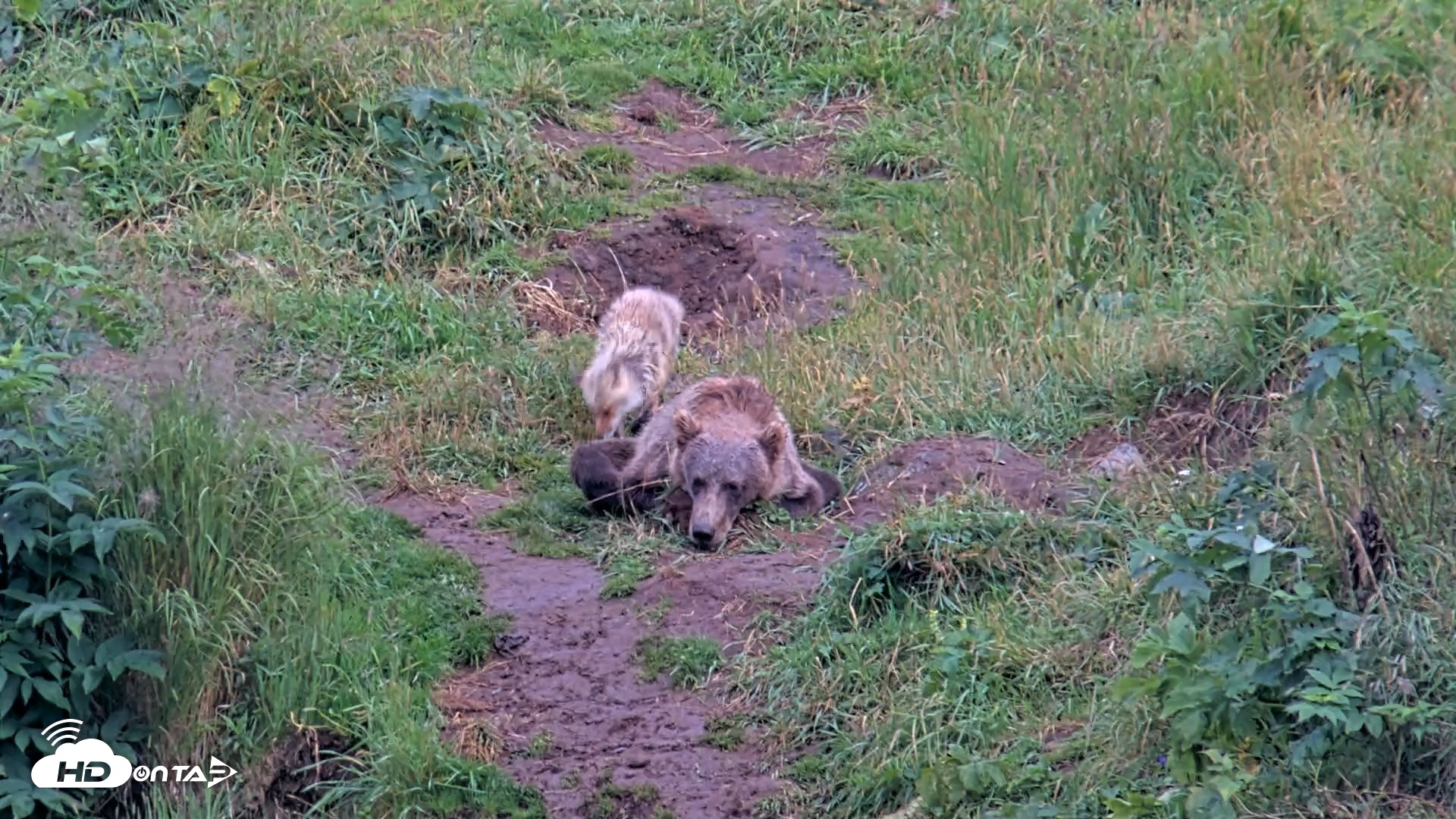 Snapshot of Kodiak Alaska Brown Bears Live Webcam taken Aug 13, 2026, 7:40pm AKDT
