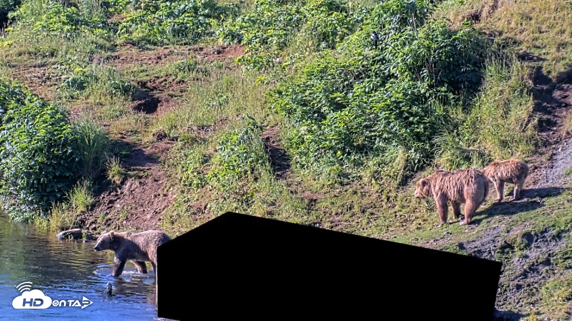 Snapshot of Kodiak Alaska Brown Bears Live Webcam taken Jul 30, 2026, 9:21am AKDT