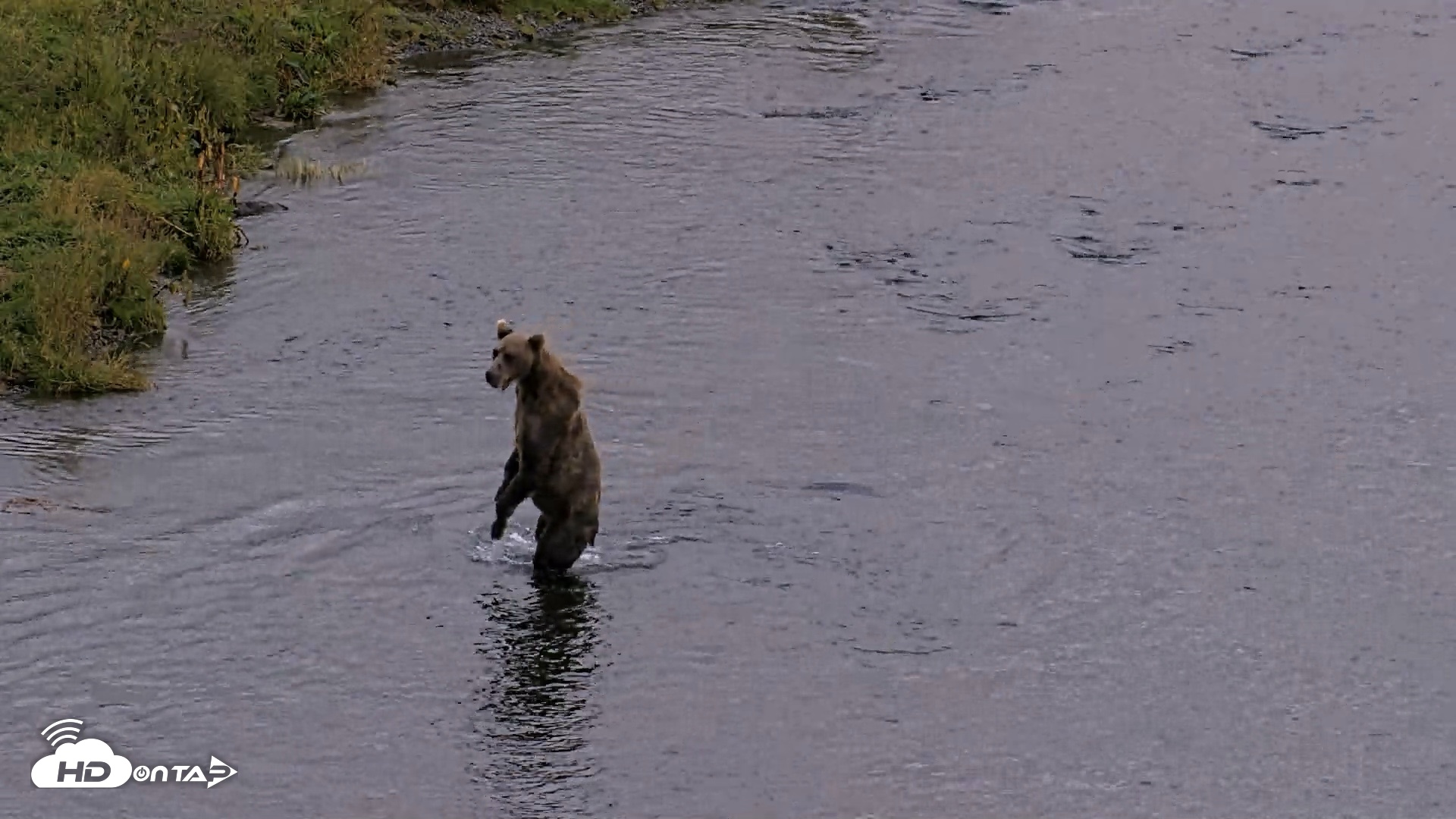 Snapshot of Kodiak Alaska Brown Bears Live Webcam taken Aug 20, 2026, 8:56pm AKDT