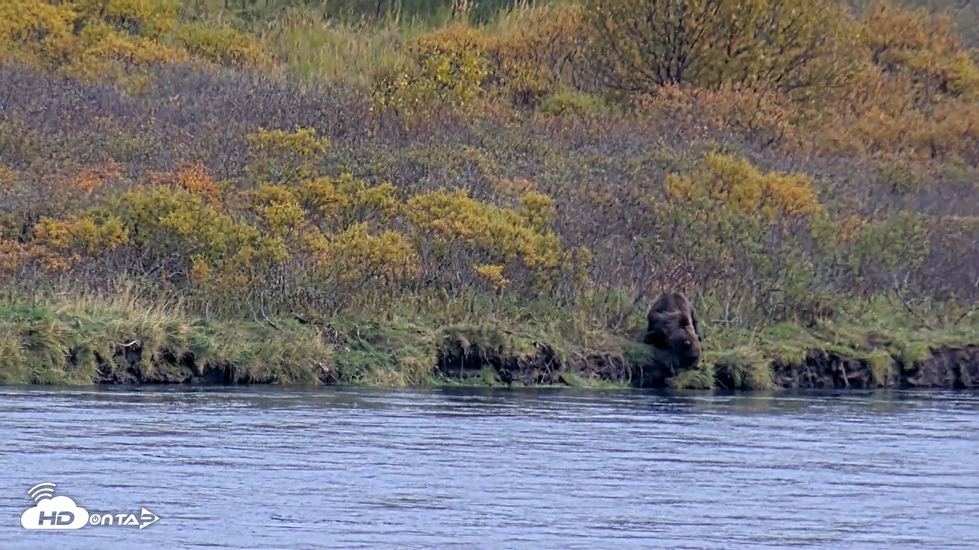 Snapshot of Kodiak Alaska Brown Bears Live Webcam taken Oct 3, 2026, 4:07pm AKDT