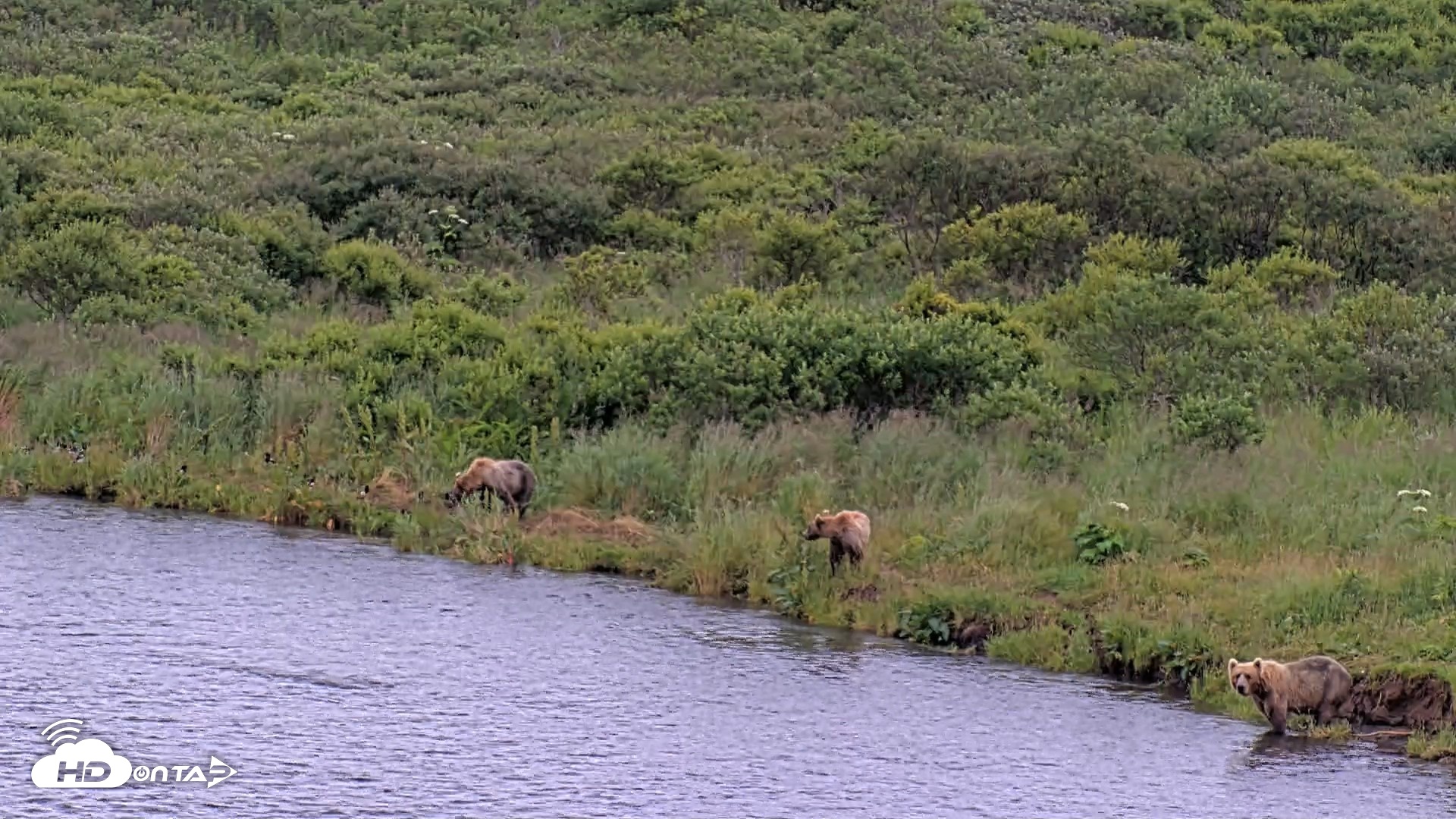 Snapshot of Kodiak Alaska Brown Bears Live Webcam taken Aug 6, 2026, 7:12pm AKDT