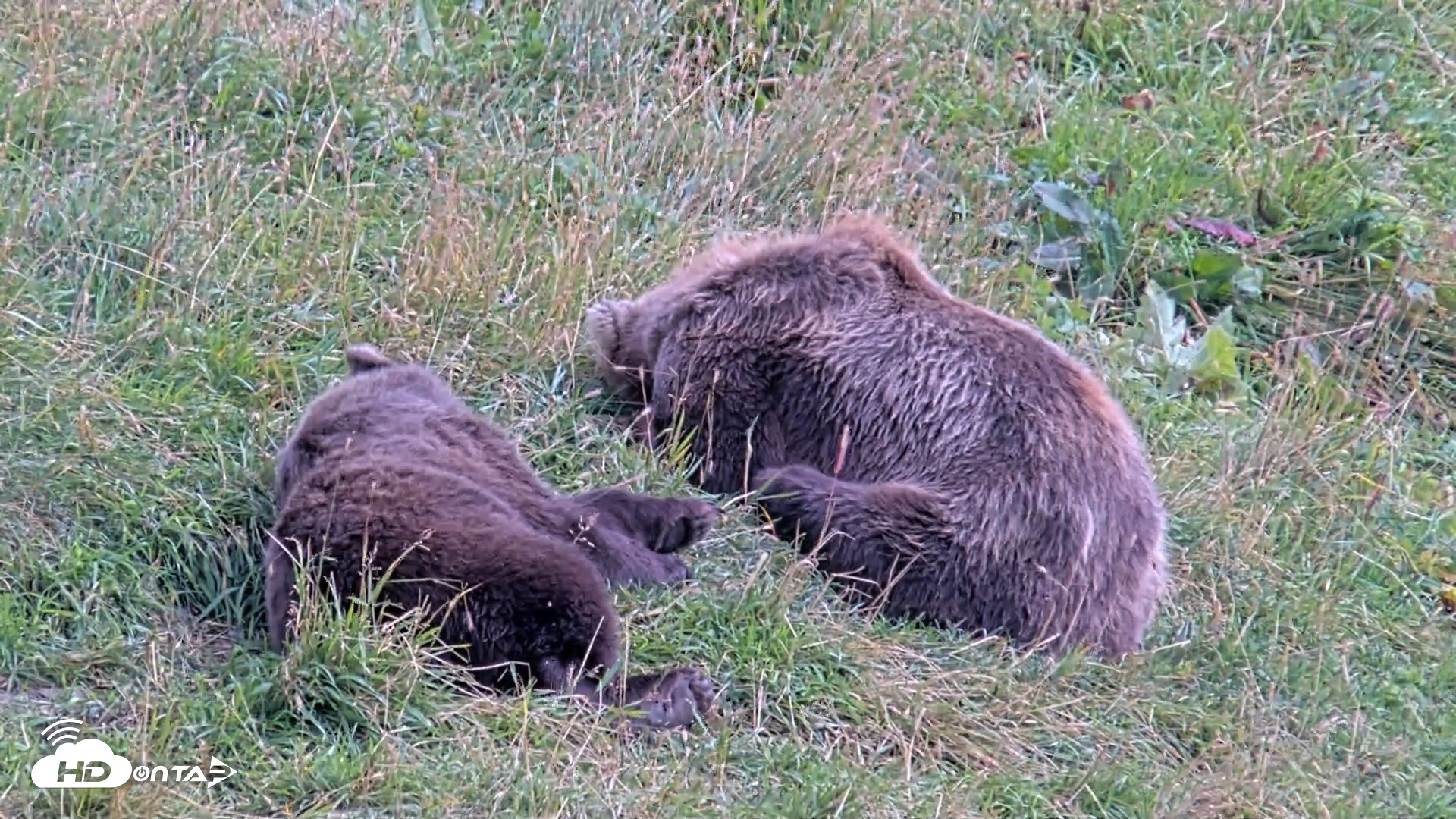 Snapshot of Kodiak Alaska Brown Bears Live Webcam taken Aug 21, 2026, 3:56pm AKDT