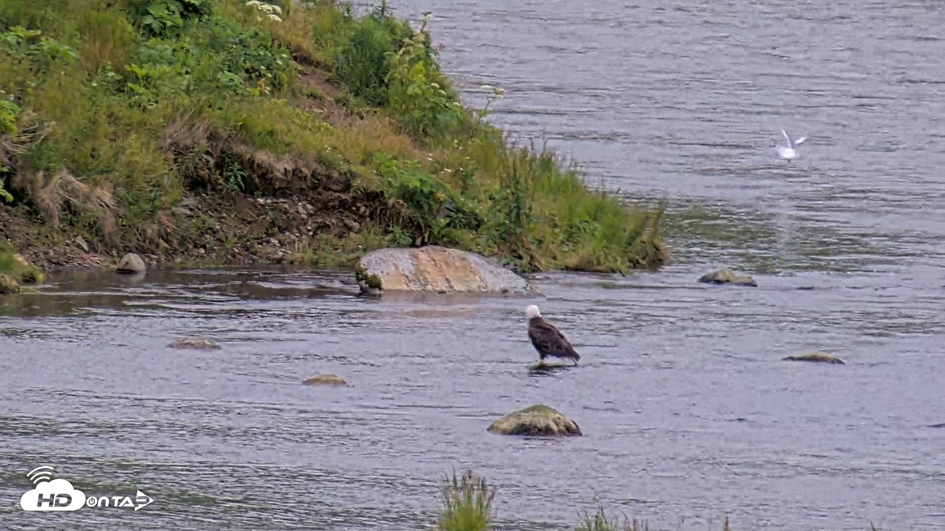 Snapshot of Kodiak Alaska Brown Bears Live Webcam taken Aug 4, 2026, 8:26pm AKDT