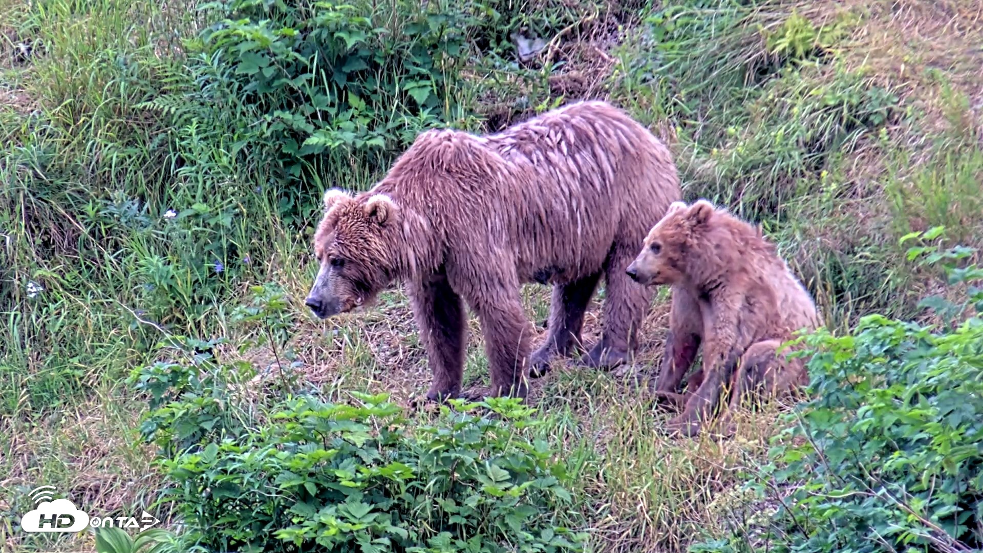 Snapshot of Kodiak Alaska Brown Bears Live Webcam taken Aug 6, 2026, 5:19pm AKDT