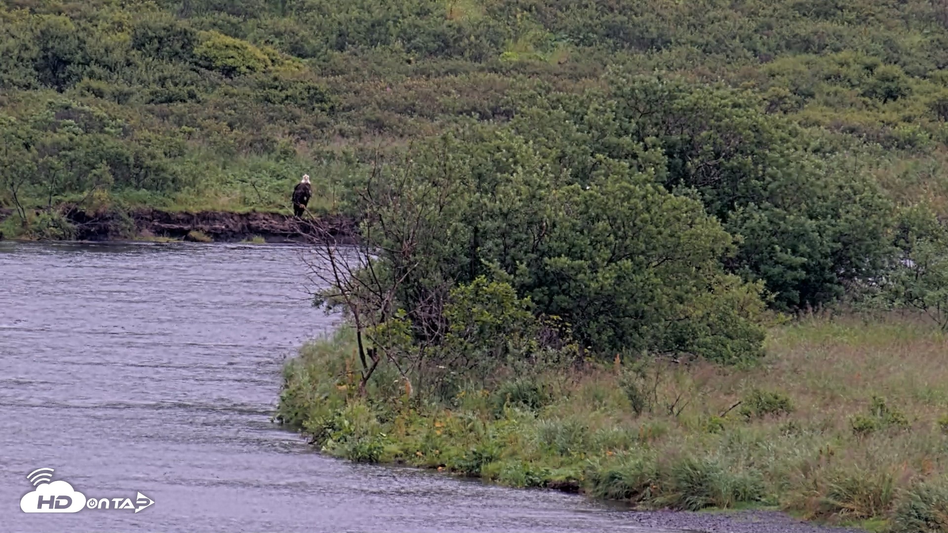 Snapshot of Kodiak Alaska Brown Bears Live Webcam taken Aug 20, 2026, 11:00am AKDT