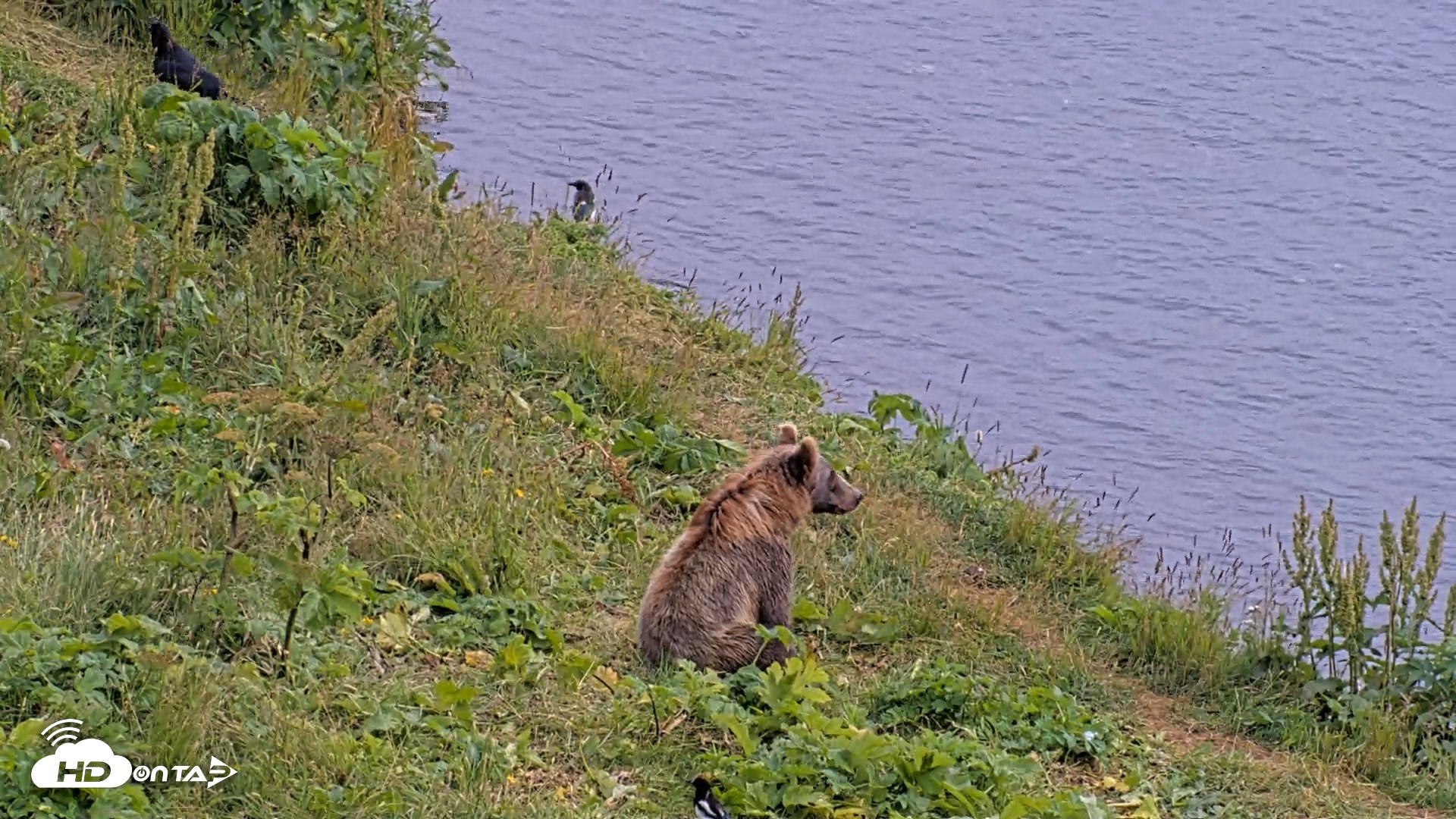 Snapshot of Kodiak Alaska Brown Bears Live Webcam taken Aug 9, 2026, 3:39pm AKDT