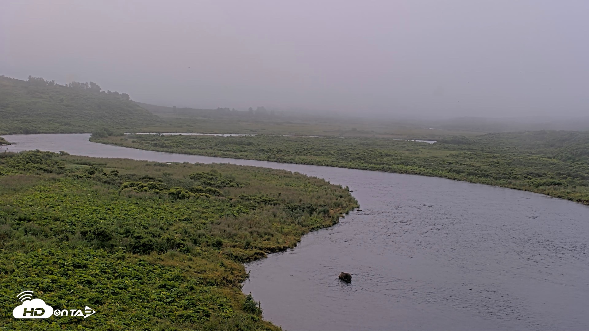 Snapshot of Kodiak Alaska Brown Bears Live Webcam taken Aug 9, 2026, 8:46am AKDT