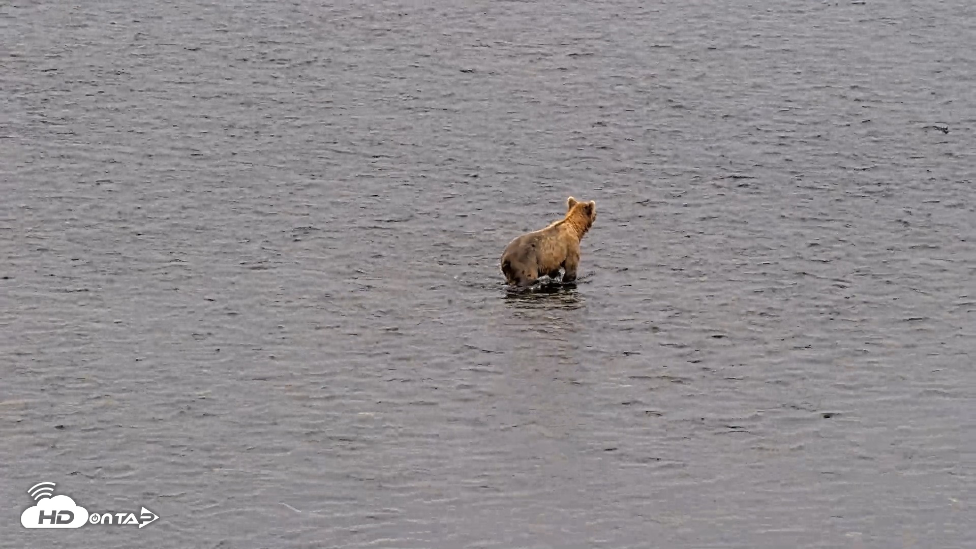 Snapshot of Kodiak Alaska Brown Bears Live Webcam taken Aug 6, 2026, 10:20am AKDT