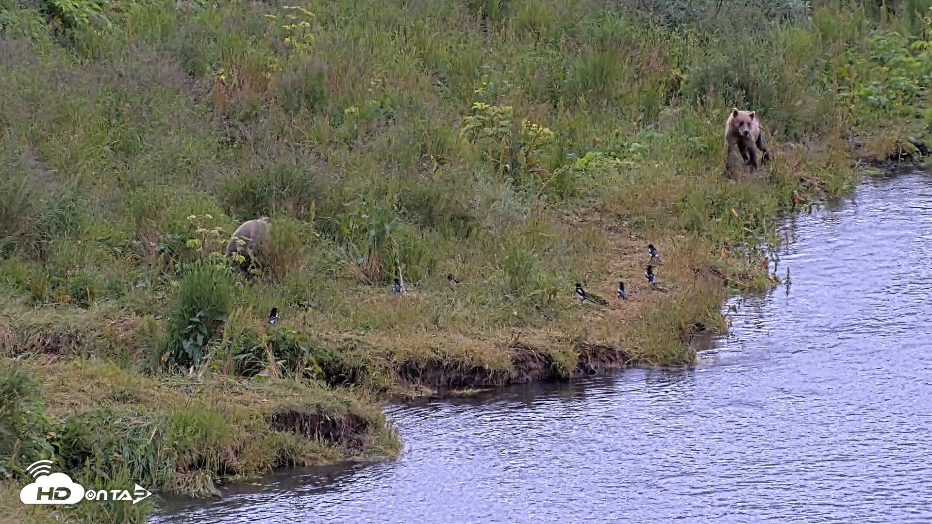 Snapshot of Kodiak Alaska Brown Bears Live Webcam taken Aug 2, 2026, 12:22pm AKDT